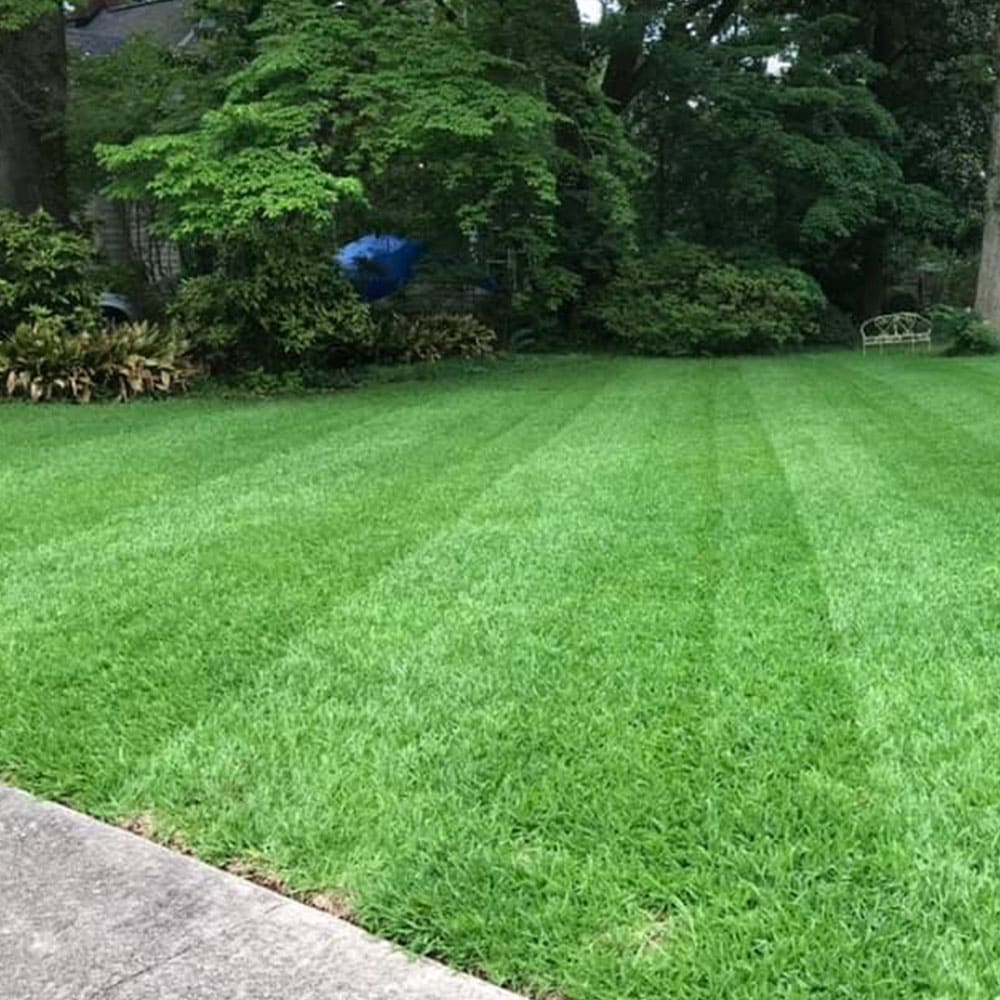 St. Augustine Rulo Çim