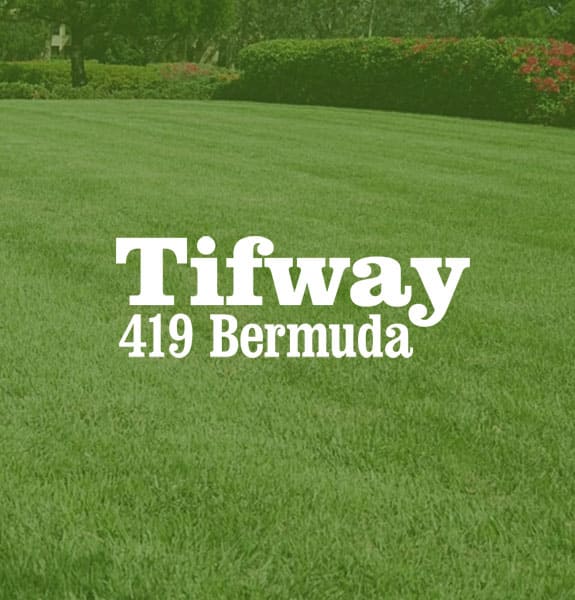 Bermuda Grass